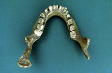 Reproduction of the Jaws of Banyoles jaw of a pre-neanderthal found in 1887 by Pere Alsius in …