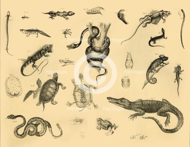 'Reptiles', c1910. Creator: Unknown.