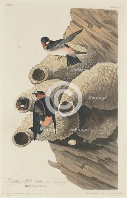 Republican Cliff Swallow, 1829. Creator: Robert Havell.