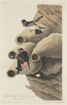Republican Cliff Swallow, 1829. Creator: Robert Havell