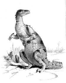 Restored figure of the Iguanodon - sketched by Miss Alice B. Woodward, 1895. Creator: Unknown