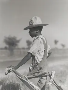 Resting the mules which get too hot when the cotton is high in mid-summer..., August 1940. Creators: Farm Security Administration, Marion Post Wolcott