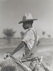 Resting the mules which get too hot when the cotton is high in mid-summer..., August 1940. Creators: Farm Security Administration, Marion Post Wolcott
