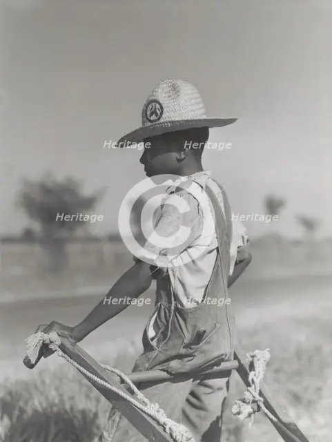 Resting the mules which get too hot when the cotton is high in mid-summer..., August 1940. Creators: Farm Security Administration, Marion Post Wolcott.