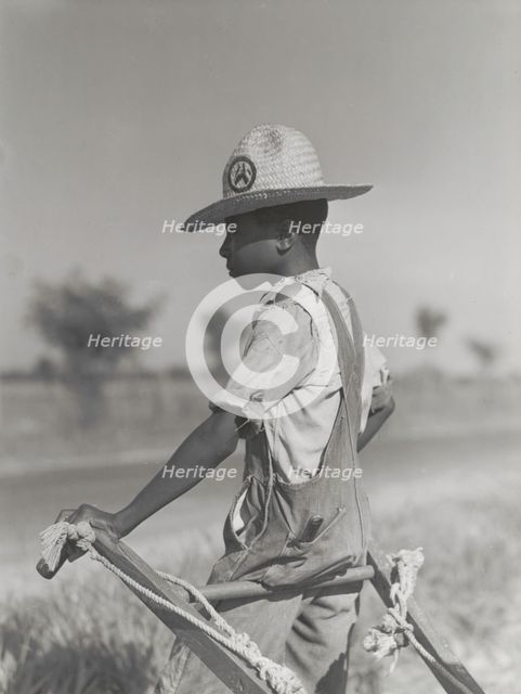 Resting the mules which get too hot when the cotton is high in mid-summer..., August 1940. Creators: Farm Security Administration, Marion Post Wolcott.