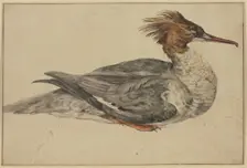 Resting duck with a brown crest, red beak and feet, mid-late 17th century. Creator: Melchior d'Hondecoeter