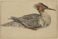 Resting duck with a brown crest, red beak and feet, mid-late 17th century. Creator: Melchior d'Hondecoeter