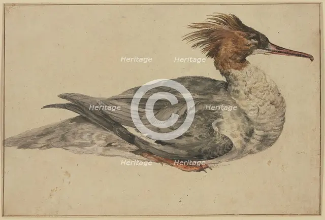 Resting duck with a brown crest, red beak and feet, mid-late 17th century. Creator: Melchior d'Hondecoeter.
