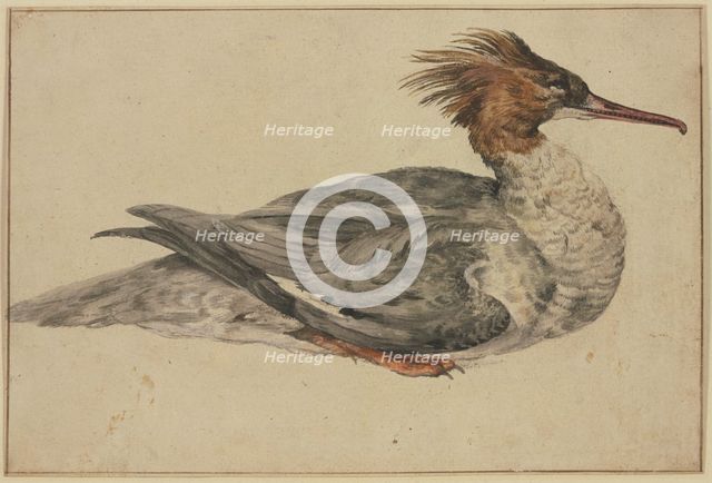 Resting duck with a brown crest, red beak and feet, mid-late 17th century. Creator: Melchior d'Hondecoeter.