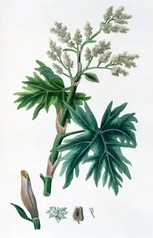 Rhubarb, 1823 Creator: Unknown
