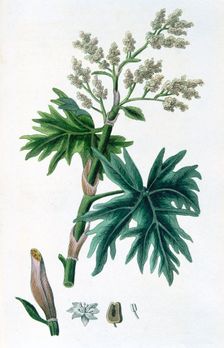 Rhubarb, 1823 Creator: Unknown