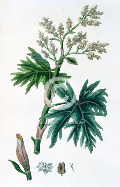 Rhubarb, 1823 Creator: Unknown.