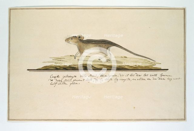 Rhabdomys pumilio (Four-striped grass mouse), in or after c.1786. Creator: Robert Jacob Gordon.