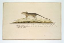 Rhabdomys pumilio (Four-striped grass mouse), in or after c.1786. Creator: Robert Jacob Gordon