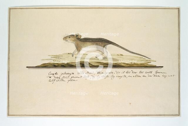 Rhabdomys pumilio (Four-striped grass mouse), in or after c.1786. Creator: Robert Jacob Gordon.