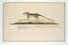 Rhabdomys pumilio (Four-striped grass mouse), in or after c.1786. Creator: Robert Jacob Gordon