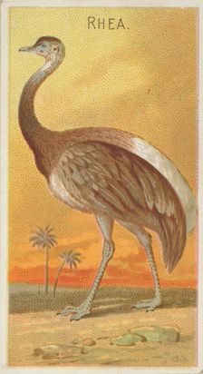 Rhea, from the Birds of the Tropics series (N5) for Allen & Ginter Cigarettes Brands, 1889. Creator: Allen & Ginter