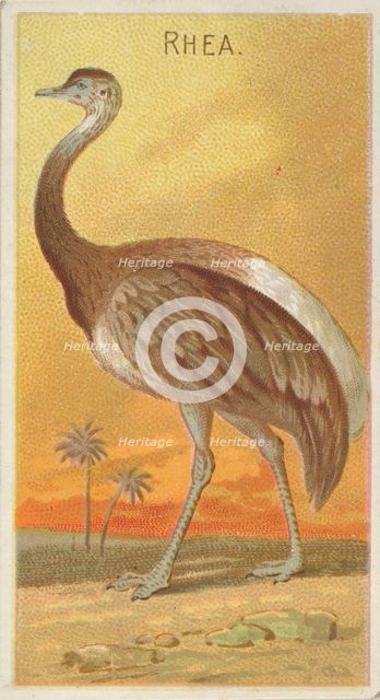 Rhea, from the Birds of the Tropics series (N5) for Allen & Ginter Cigarettes Brands, 1889. Creator: Allen & Ginter.