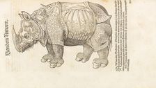 Rhinoceros. From Historia animalium, 1551-1558. Creator: Gesner (Gessner), Conrad (Konrad) (1516-1565)