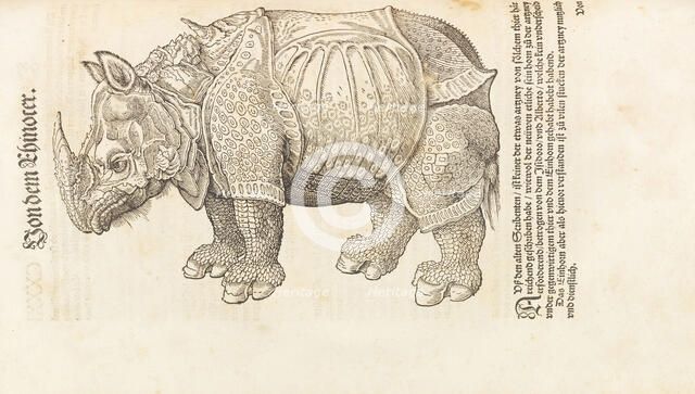 Rhinoceros. From Historia animalium, 1551-1558. Creator: Gesner (Gessner), Conrad (Konrad) (1516-1565).