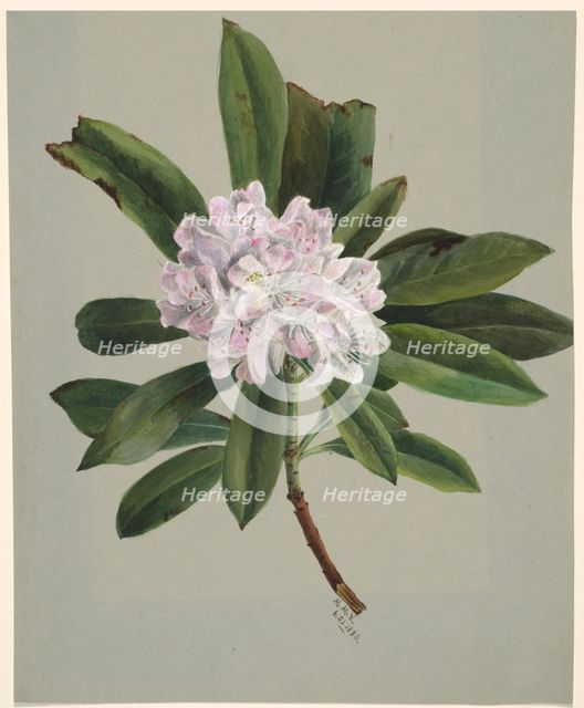 Rhododendron (Rhododendron maximum), 1880. Creator: Mary Vaux Walcott.