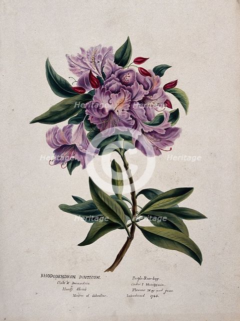 Rhododendron (Rhododendron ponticum): flowering stem, (c1850?). Creator: Unknown.