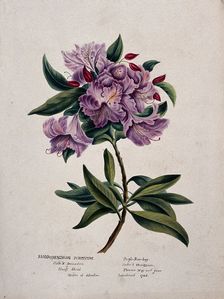 Rhododendron (Rhododendron ponticum): flowering stem, (c1850?). Creator: Unknown