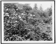 Rhododendrons at Biltmore House, N.C., (1902?). Creator: William H. Jackson