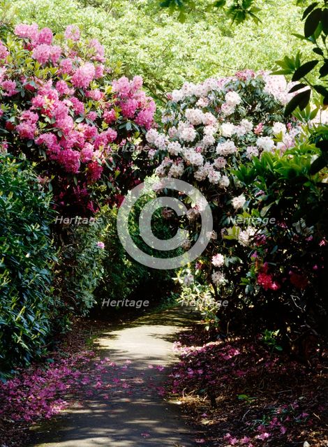 Rhododendrons lining a path in the gardens of Kenwood House, Hampstead, London, c1990-c2010. Artist: Nigel Corrie.