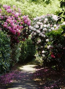 Rhododendrons lining a path in the gardens of Kenwood House, Hampstead, London, c1990-c2010. Artist: Nigel Corrie