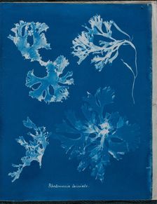 Rhodomenia laciniata, 1843 or 1844. Creator: Anna Atkins