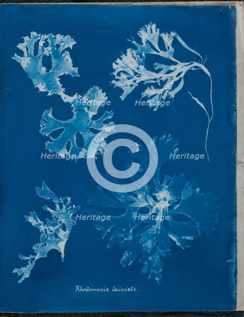 Rhodomenia laciniata, 1843 or 1844. Creator: Anna Atkins.