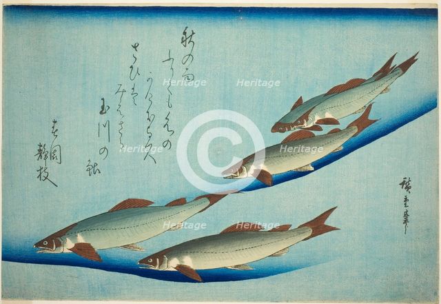River trout, c. 1832/44. Creator: Ando Hiroshige.