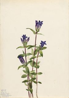 Riverbank Gentian (Gentiana affinis), 1924. Creator: Mary Vaux Walcott