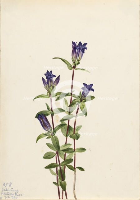 Riverbank Gentian (Gentiana affinis), 1924. Creator: Mary Vaux Walcott.