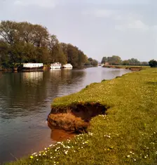 Riverbank with daisies, West Berkshire, late 1960s or early 1970s. Artist: John Gay