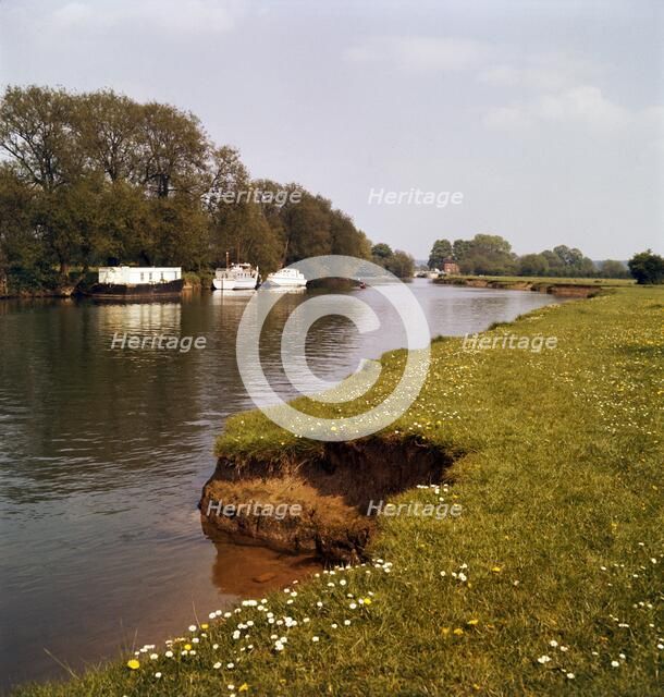 Riverbank with daisies, West Berkshire, late 1960s or early 1970s. Artist: John Gay.