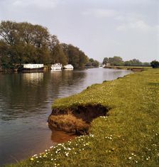 Riverbank with daisies, West Berkshire, late 1960s or early 1970s. Artist: John Gay