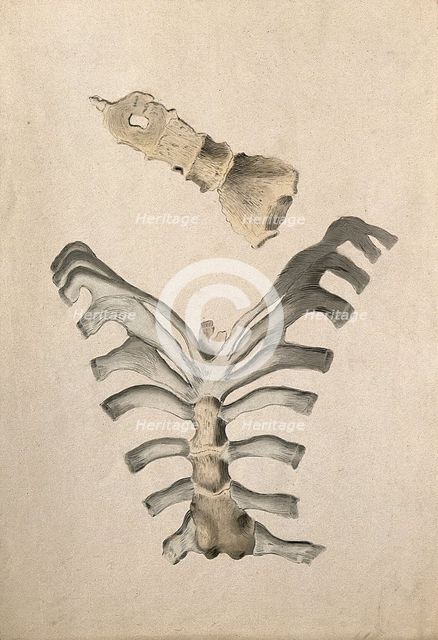 Ribs and sternum: two figures, 1830-1835. Creator: Unknown.