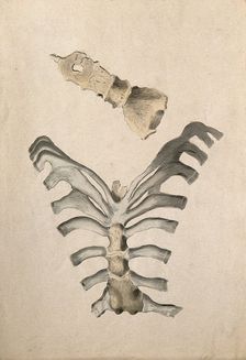 Ribs and sternum: two figures, 1830-1835. Creator: Unknown