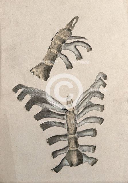 Ribs and sternum: two figures, 1830-1835. Creator: Unknown.