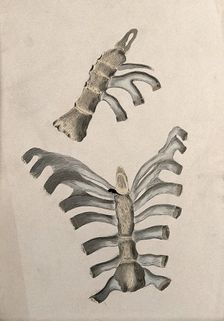Ribs and sternum: two figures, 1830-1835. Creator: Unknown