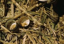 Rice and papaya in the lunch of a sugar worker on a plantation..., Guanica, Puerto Rico, 1942. Creator: Jack Delano