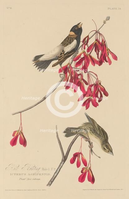 Rice Bunting, 1829. Creator: Robert Havell.