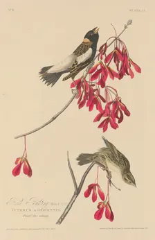 Rice Bunting, 1829. Creator: Robert Havell