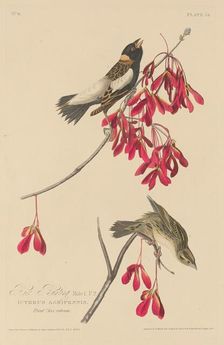 Rice Bunting, 1829. Creator: Robert Havell