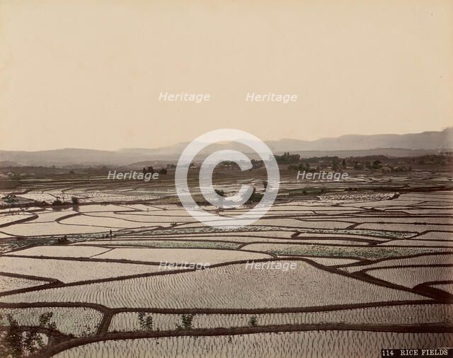 Rice Fields, 1870s-80s. Creator: Unknown.