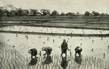 Rice Fields 1891. Creator: Unknown