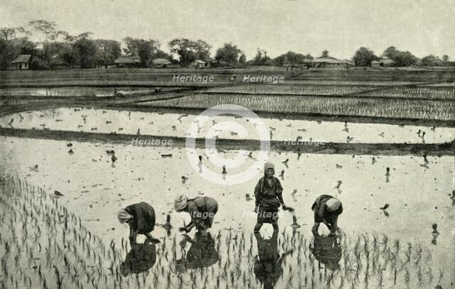 'Rice Fields', 1891. Creator: Unknown.