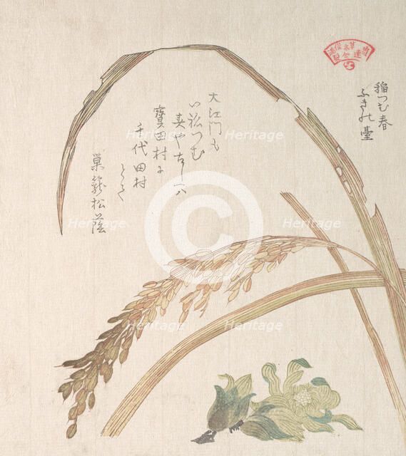 Rice Plant and Butter-Burs, 19th century. Creator: Kubo Shunman.